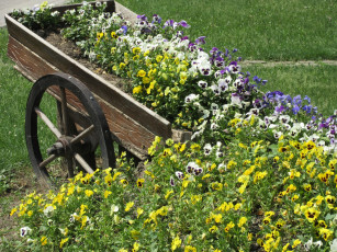 Картинка цветы анютины+глазки+ садовые+фиалки весна 2018