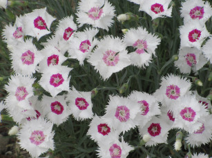 Картинка цветы гвоздики весна 2018