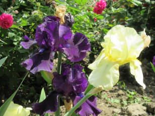 Картинка цветы ирисы весна 2018