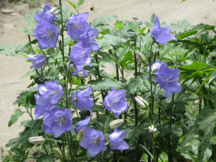 Картинка цветы колокольчики весна 2018