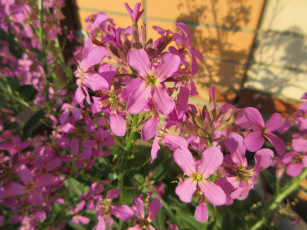 Картинка цветы луговые+ полевые +цветы весна 2018