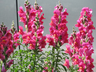 обоя цветы, львиный зев, весна, 2018