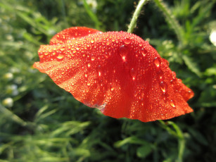 Картинка цветы маки весна 2018