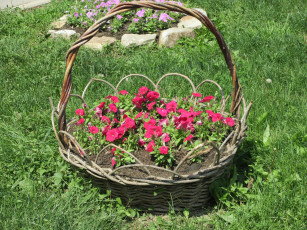 Картинка цветы петунии +калибрахоа весна 2018