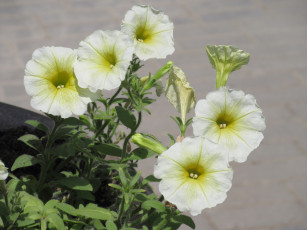 Картинка цветы петунии +калибрахоа весна 2018