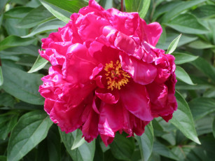 Картинка цветы пионы весна 2018