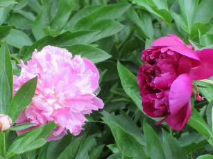 Картинка цветы пионы весна 2018