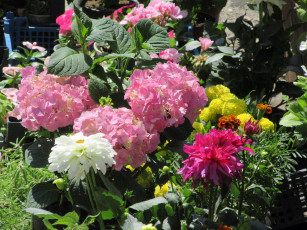 Картинка цветы разные+вместе весна 2018