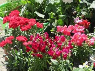 Картинка цветы разные+вместе весна 2018