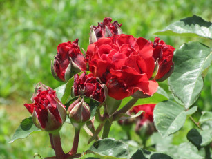 Картинка цветы розы лето 2018