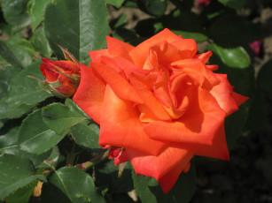 Картинка цветы розы весна 2018