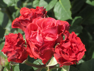 Картинка цветы розы весна 2018