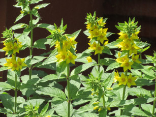 обоя цветы, весна, 2018