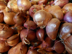 Картинка еда лук репчатый