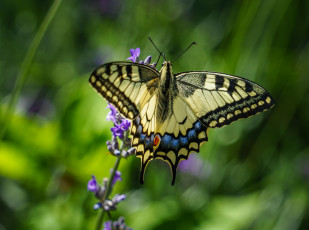 Картинка животные бабочки +мотыльки +моли бабочка