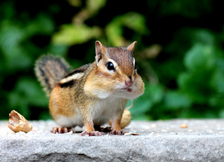 Картинка животные бурундуки белка