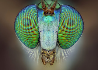 Картинка животные насекомые макро фон насекомое