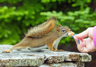 Картинка животные белки белка