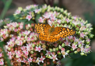 Картинка животные бабочки +мотыльки +моли бабочка