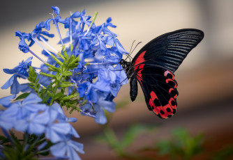 Картинка животные бабочки +мотыльки +моли бабочка