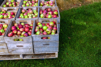 Картинка еда Яблоки урожай