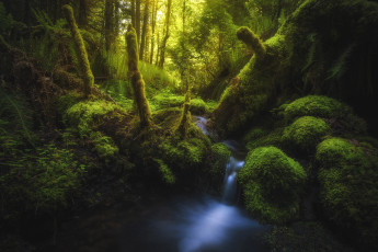 Картинка природа лес простор