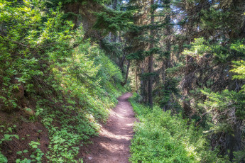 Картинка природа лес простор