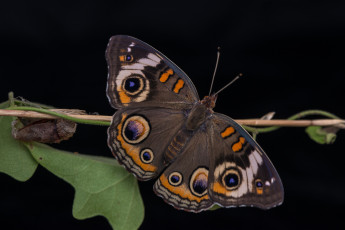 Картинка животные бабочки +мотыльки +моли бабочка