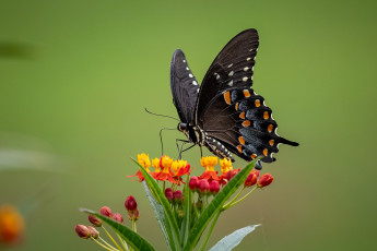 Картинка животные бабочки +мотыльки +моли бабочка