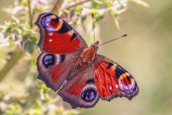 Картинка животные бабочки +мотыльки +моли бабочка