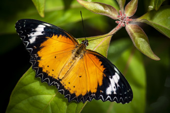 Картинка животные бабочки +мотыльки +моли бабочка