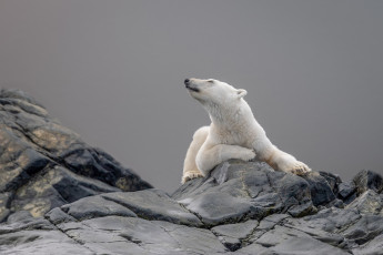 Картинка животные медведи взгляд морда поза камни серый фон медведь лежит белый