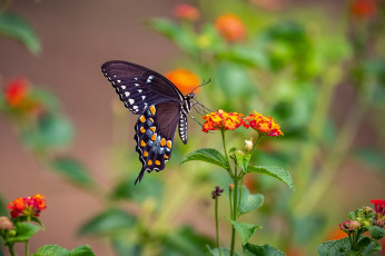 Картинка животные бабочки +мотыльки +моли бабочка