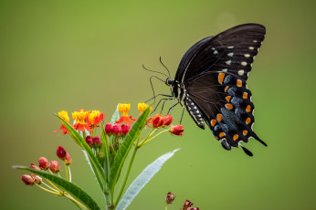 Картинка животные бабочки +мотыльки +моли бабочка