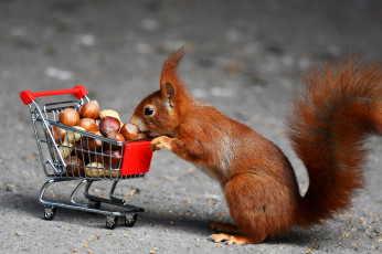 Картинка животные белки орехи тележка белка