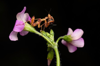 Картинка животные богомолы насекомое макро фон