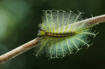 обоя животные, гусеницы, насекомое, фон, макро