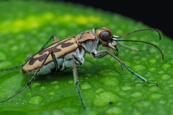 Картинка животные насекомые насекомое макро фон