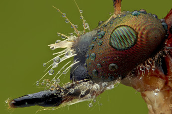 Картинка животные насекомые насекомое макро фон