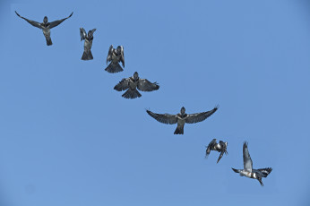 Картинка животные зимородки птица