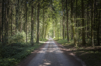 Картинка природа дороги простор