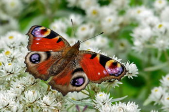 Картинка животные бабочки +мотыльки +моли бабочка