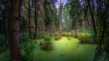 Картинка природа лес простор