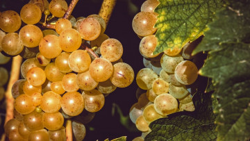 Картинка природа Ягоды +виноград виноград