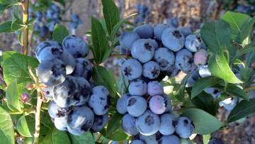 Картинка природа Ягоды голубика