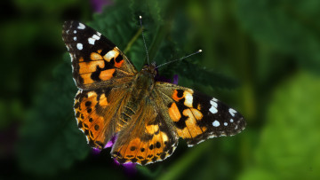 Картинка животные бабочки +мотыльки +моли бабочка