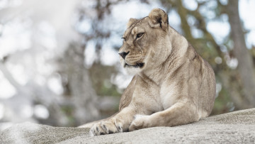 Картинка животные львы дикая кошка светлый фон львица лежит поза взгляд боке