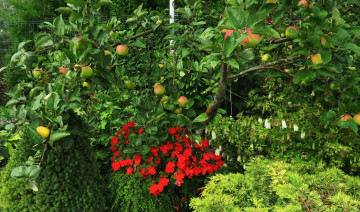 Картинка природа плоды яблоки дерево