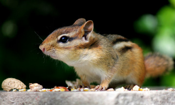 обоя животные, бурундуки, белка