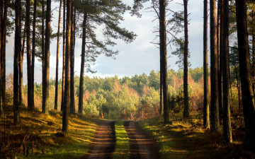 Картинка природа дороги дорога лесная